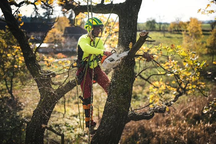 Improper Tree Pruning Techniques to Avoid - Southern Star Stump