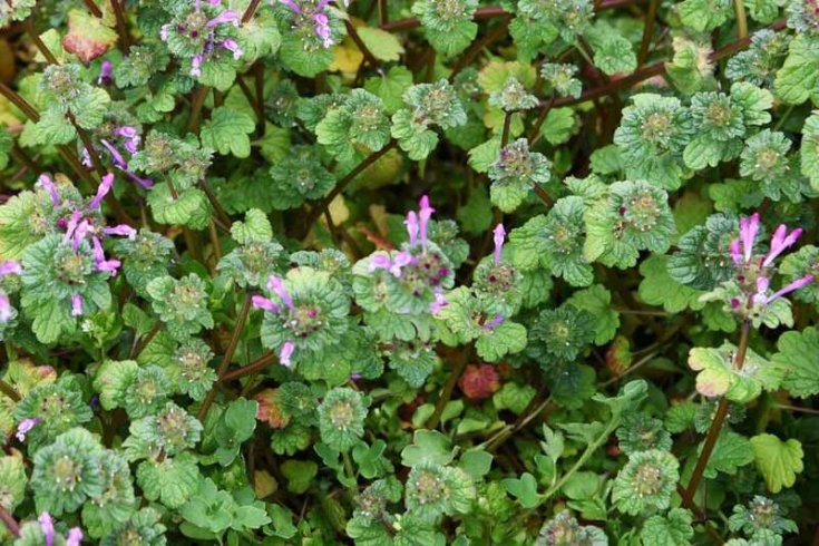 How to Eliminate and Control Henbit Weeds