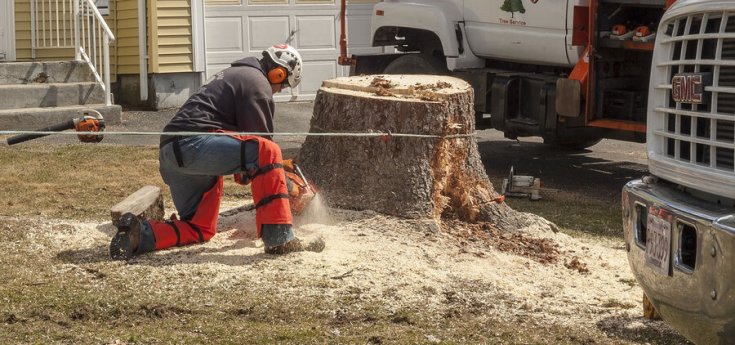 Professional Tree Services: Why Should You Invest In?