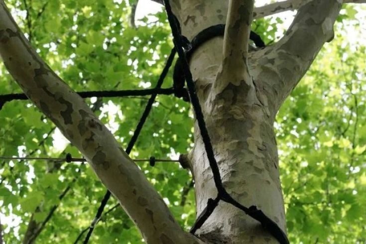 How Long Does Tree Cabling Last?