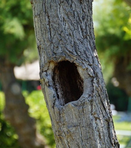 Do You Need to Worry About Tree Cavities?