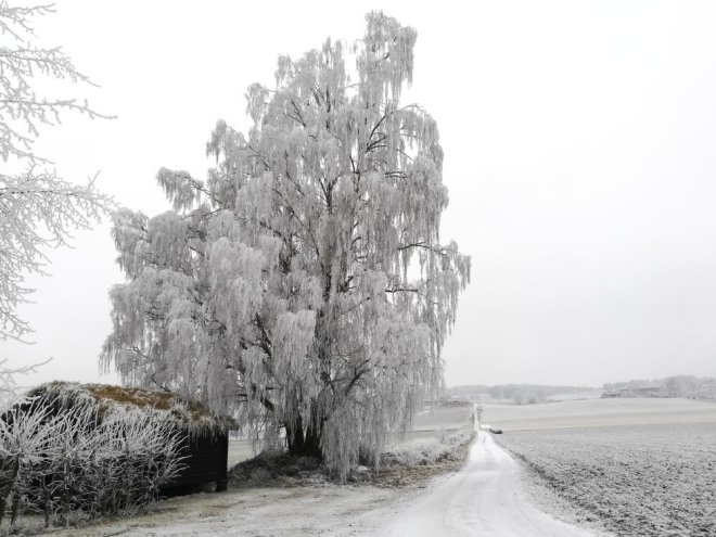 What to Do About Ice Covered Trees?