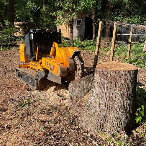 3 Things to Know About Tree Stump Grinder