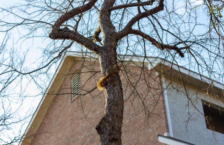 The Most Common Types of Tree-Related Property Damage