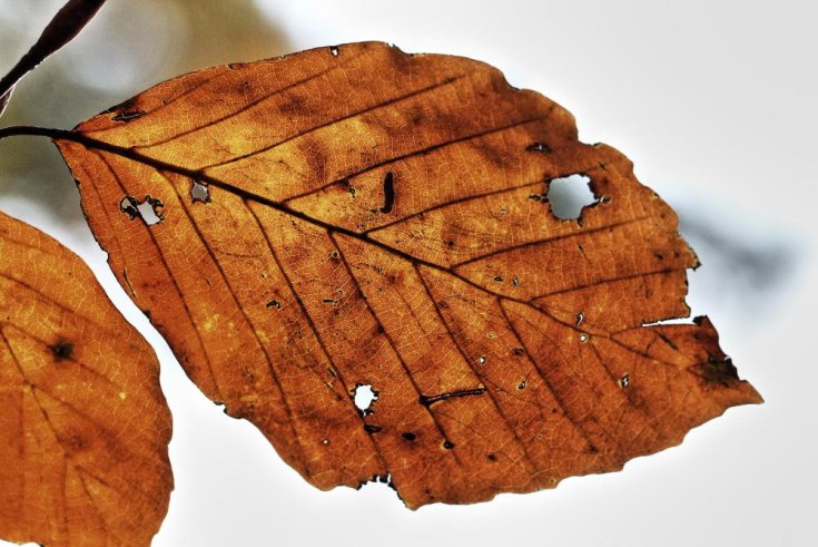 Should You Be Worried About Leaf Scars?