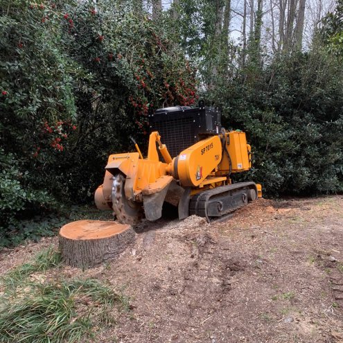 Why You Should Not DIY Stump Grinding