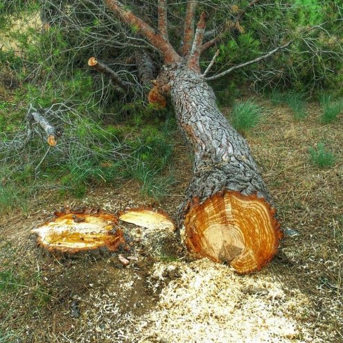 Why Do Trees Blow Over?