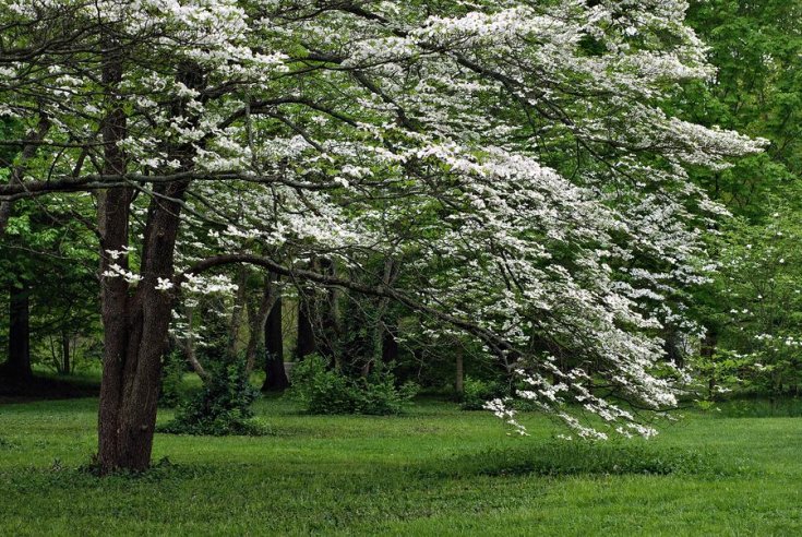 Seasonal Tree Care Guide