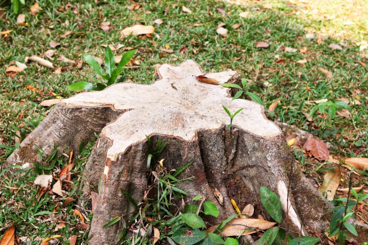 How to Get Rid of a Tree Stump Without Damaging Your Yard