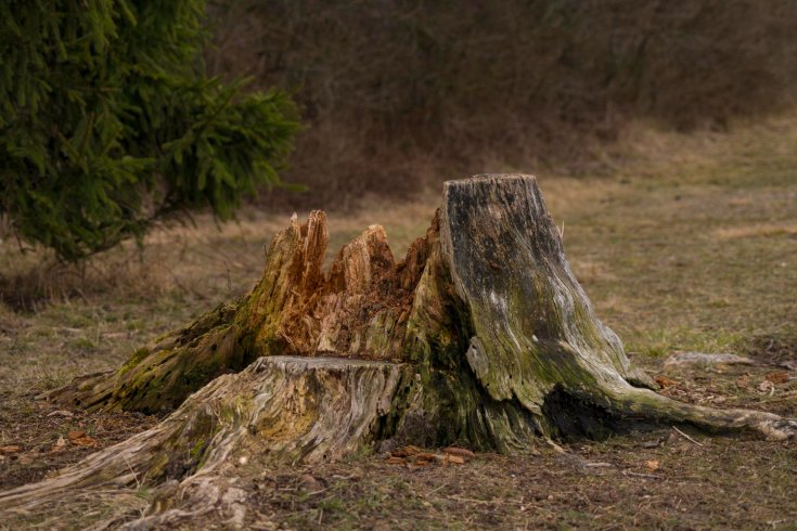 5 Reasons to Remove That Old Tree Stump from Your Lawn