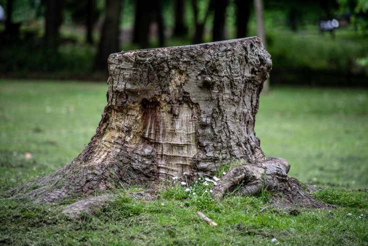 The Hidden Risks of Ignoring Tree Stumps in Your Yard