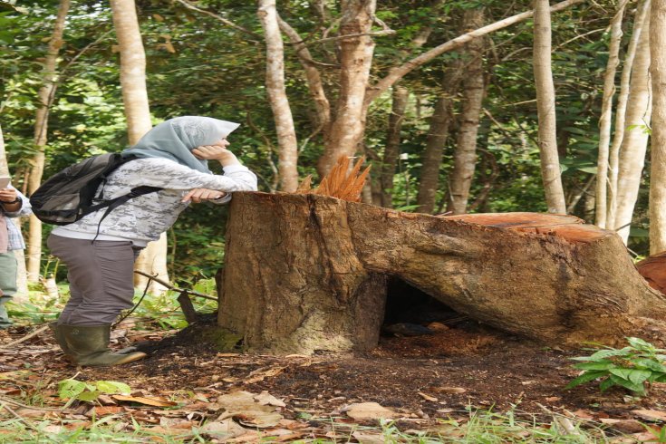 Can a Tree Grow Back After Stump Grinding? A Common Question Answered