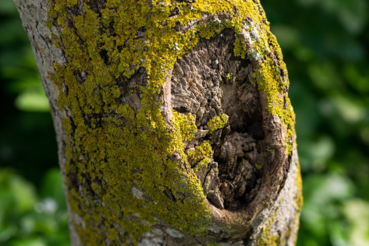 The Hidden Buffet: Why Termites Love Your Old Tree Stumps