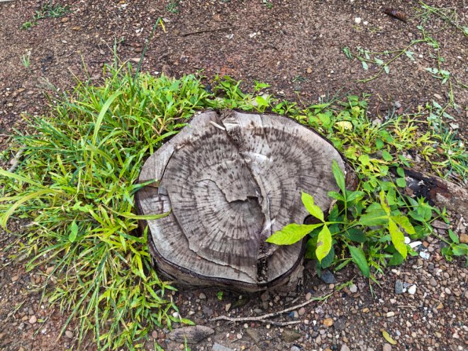 Can a Tree Stump Damage Your Lawn or Landscaping?
