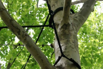 How Long Does Tree Cabling…