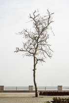 Is My Tree Dying or…