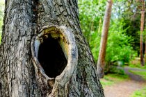 Are Holes in Trees Dangerous?