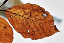 Should You Be Worried About Leaf…