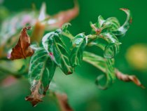 Common Parasitic Plants on Trees