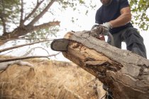 Stump Grinding Vs Stump Removal…