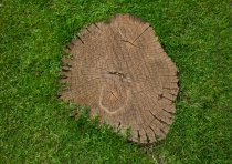 How Deep Should a Tree…