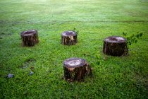 How Tree Stumps Affect Lawn…