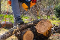 Prevent Tree Regrowth with Expert…