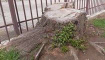 That Ugly Stump Isn’t Just…