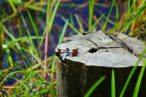 When Tree Stumps Attract Pests—and…