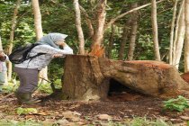 Can a Tree Grow Back…