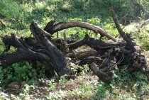 Why Old Tree Stumps Cause…