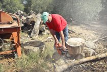 How Deep Does Stump Grinding…