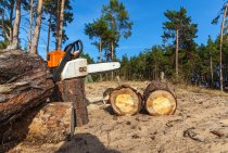 Stump Grinding in Hard-to-Reach Areas