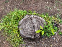 How Tree Stumps Affect Local…
